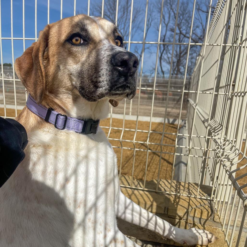 Enlarge Greg, a Adoptable Mixed Breed in Bentonville, AR image 4/6