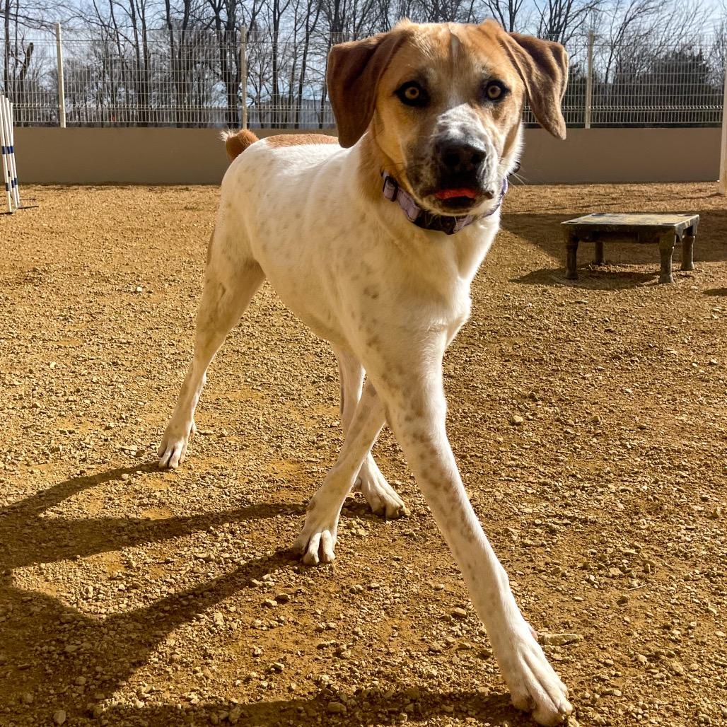 Enlarge Greg, a Adoptable Mixed Breed in Bentonville, AR image 5/6