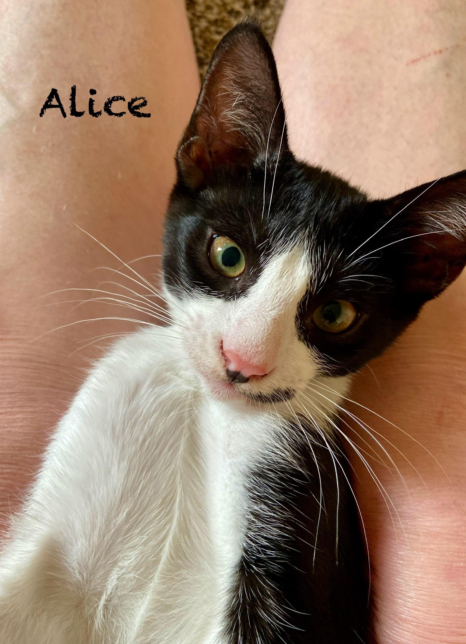 Alice