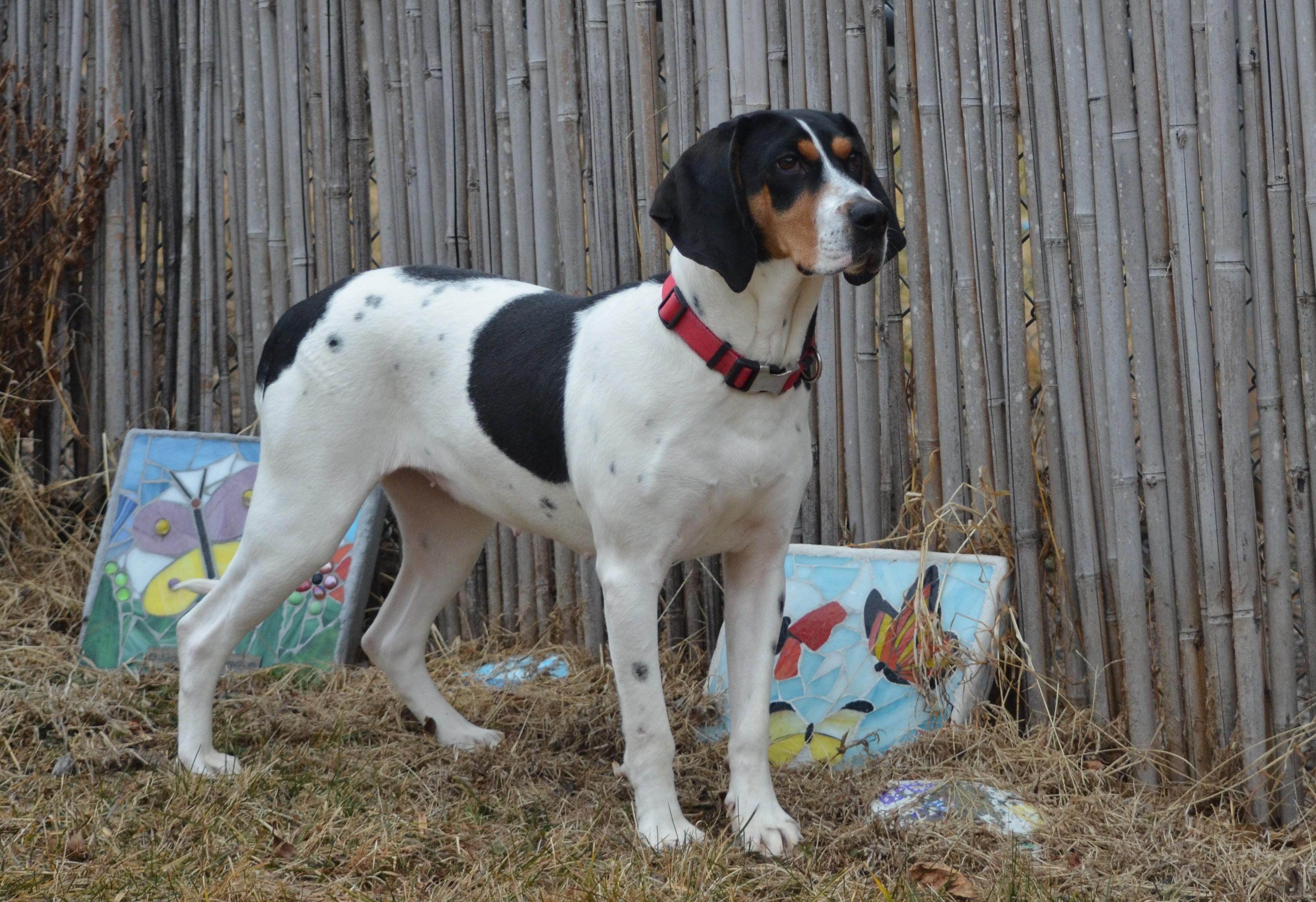 Enlarge Annie, a ADOPTABLE Hound in Amissville, VA image 3/6