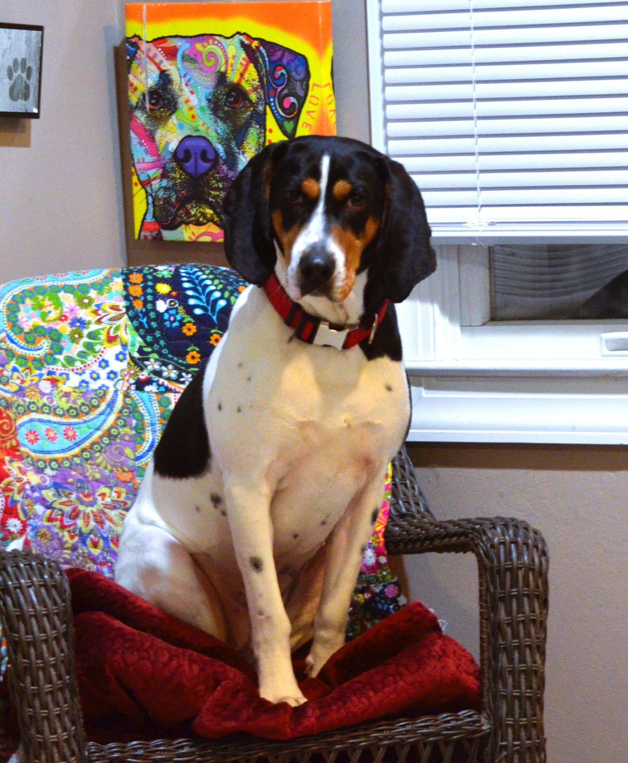 Enlarge Annie, a ADOPTABLE Hound in Amissville, VA image 5/6