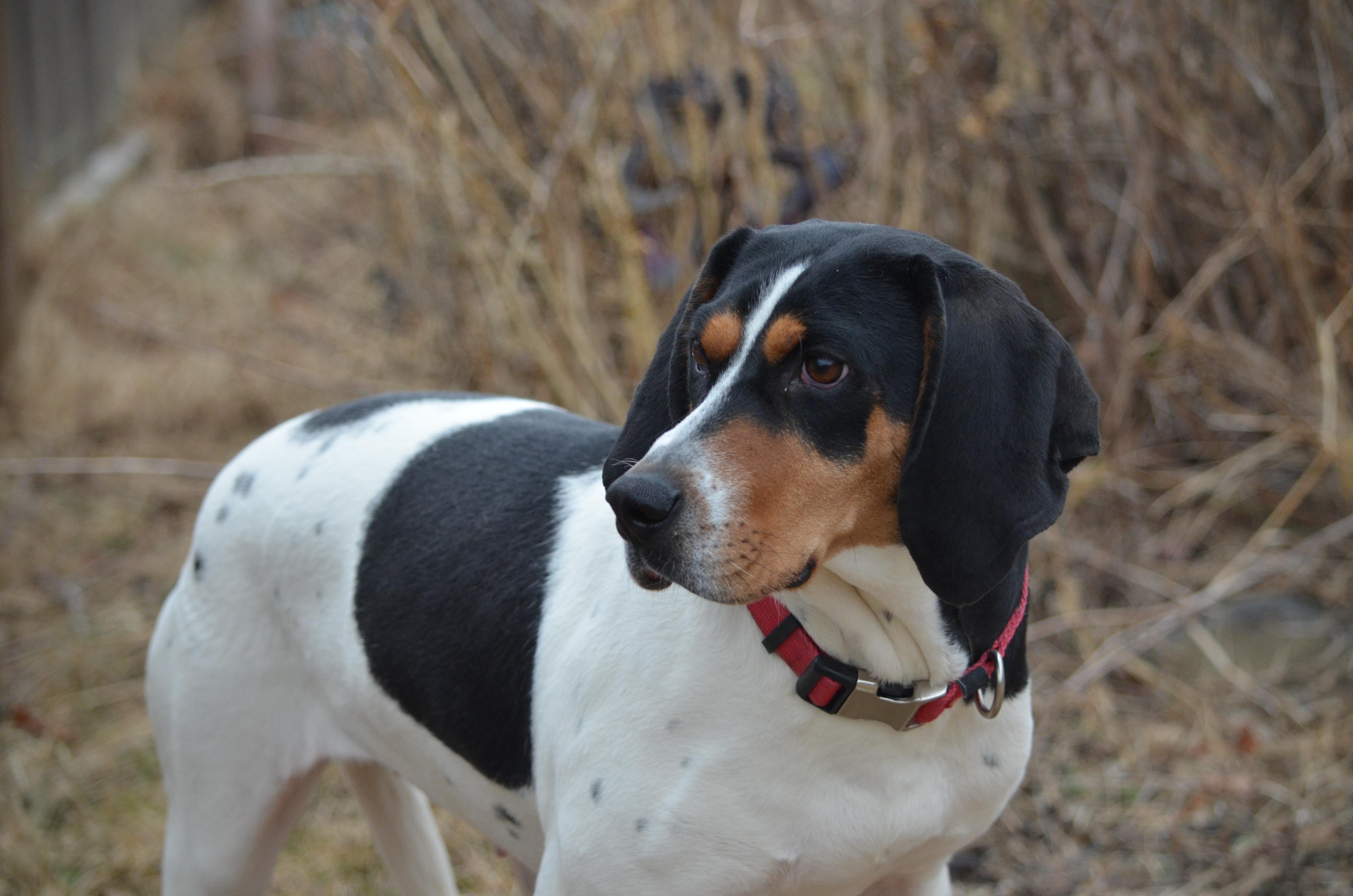 Annie, ADOPTABLE, Young Female Hound.