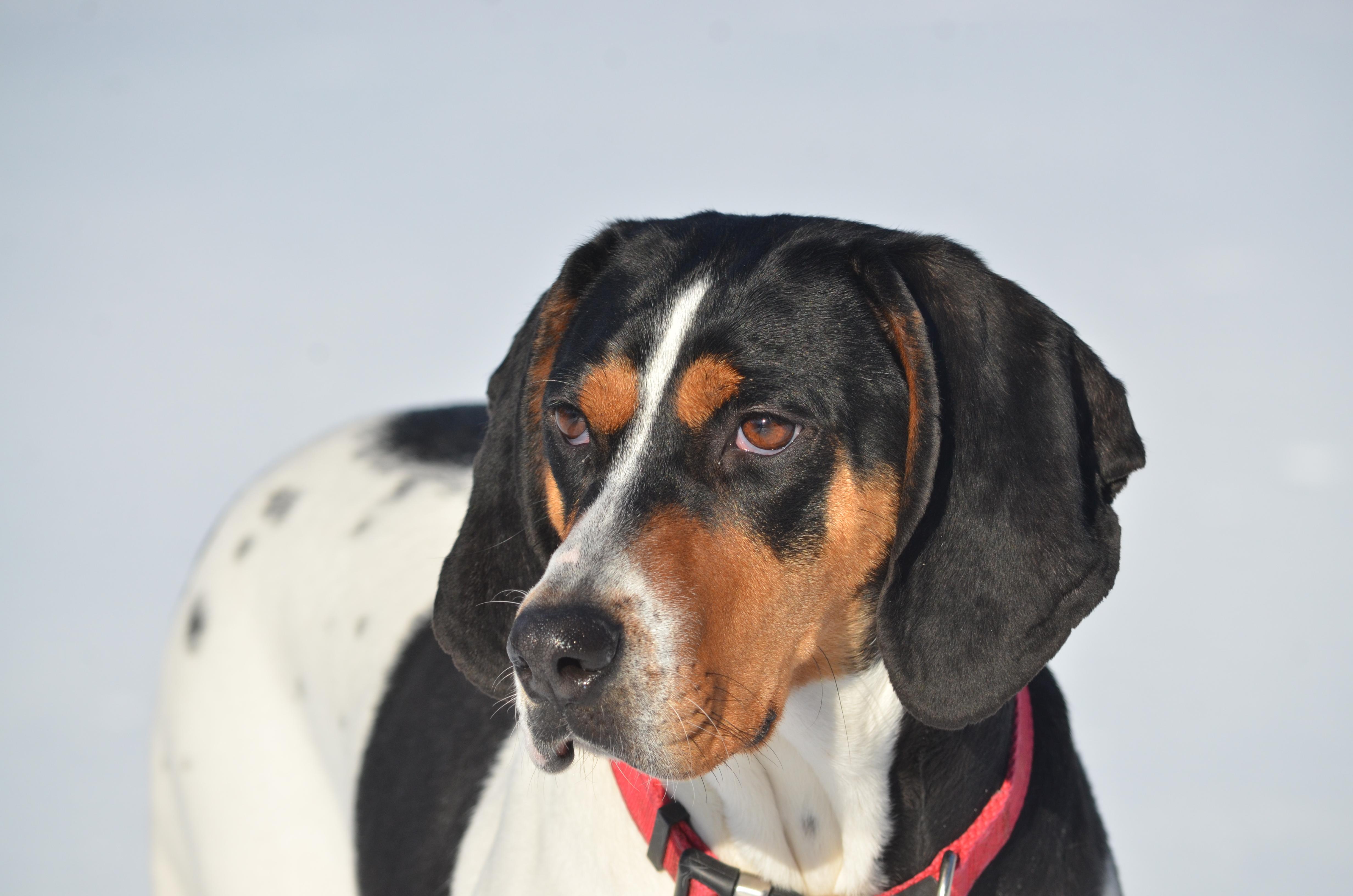Enlarge Annie, a ADOPTABLE Hound in Amissville, VA image 2/6