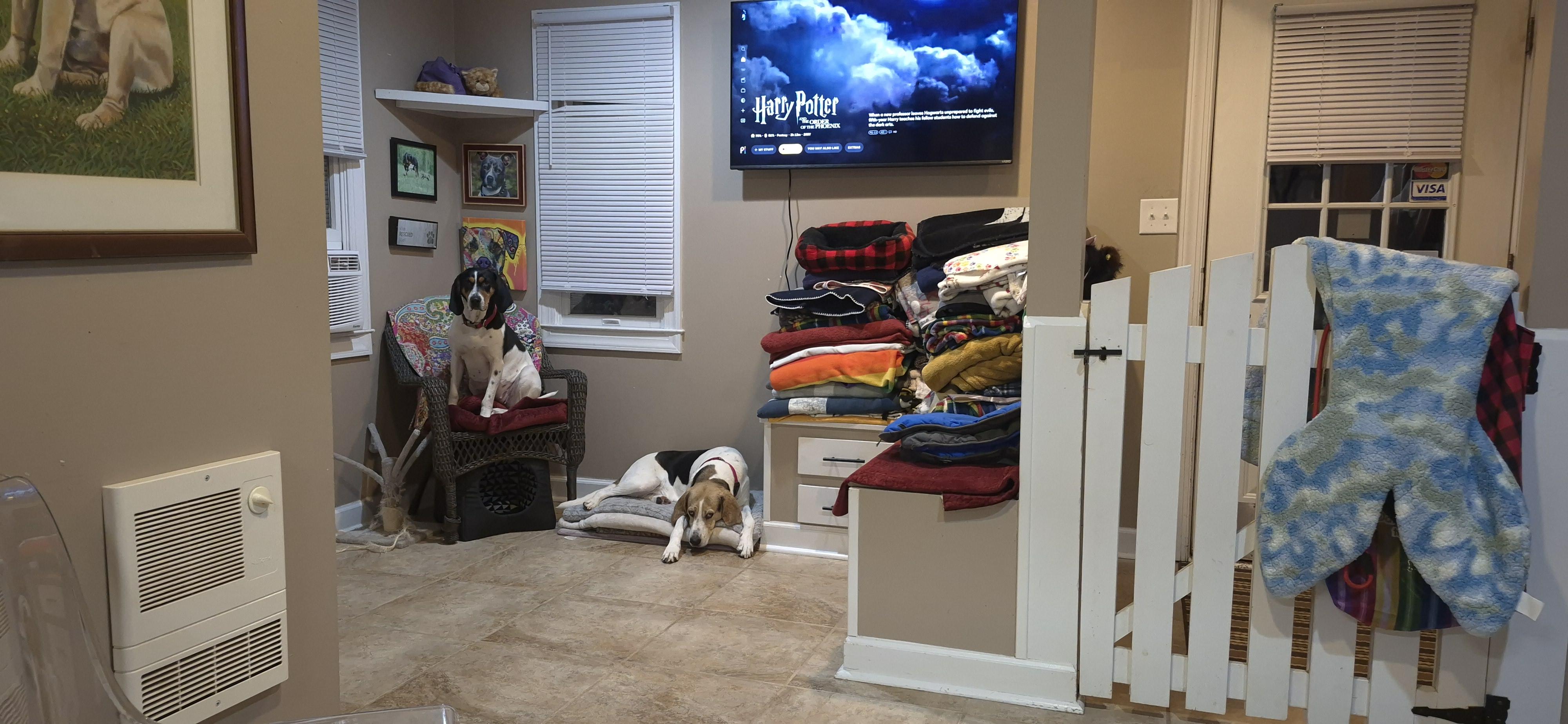 Enlarge Annie, a ADOPTABLE Hound in Amissville, VA image 4/6