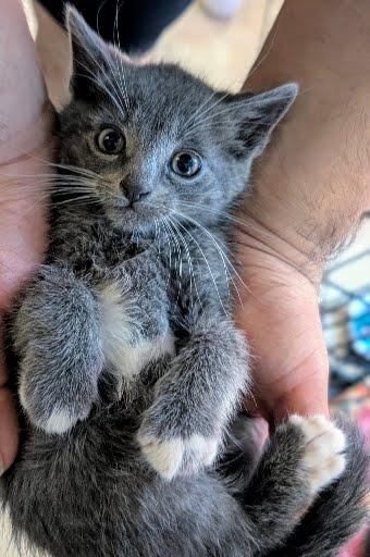 Butch, Adopted, Young Male Domestic Medium Hair.