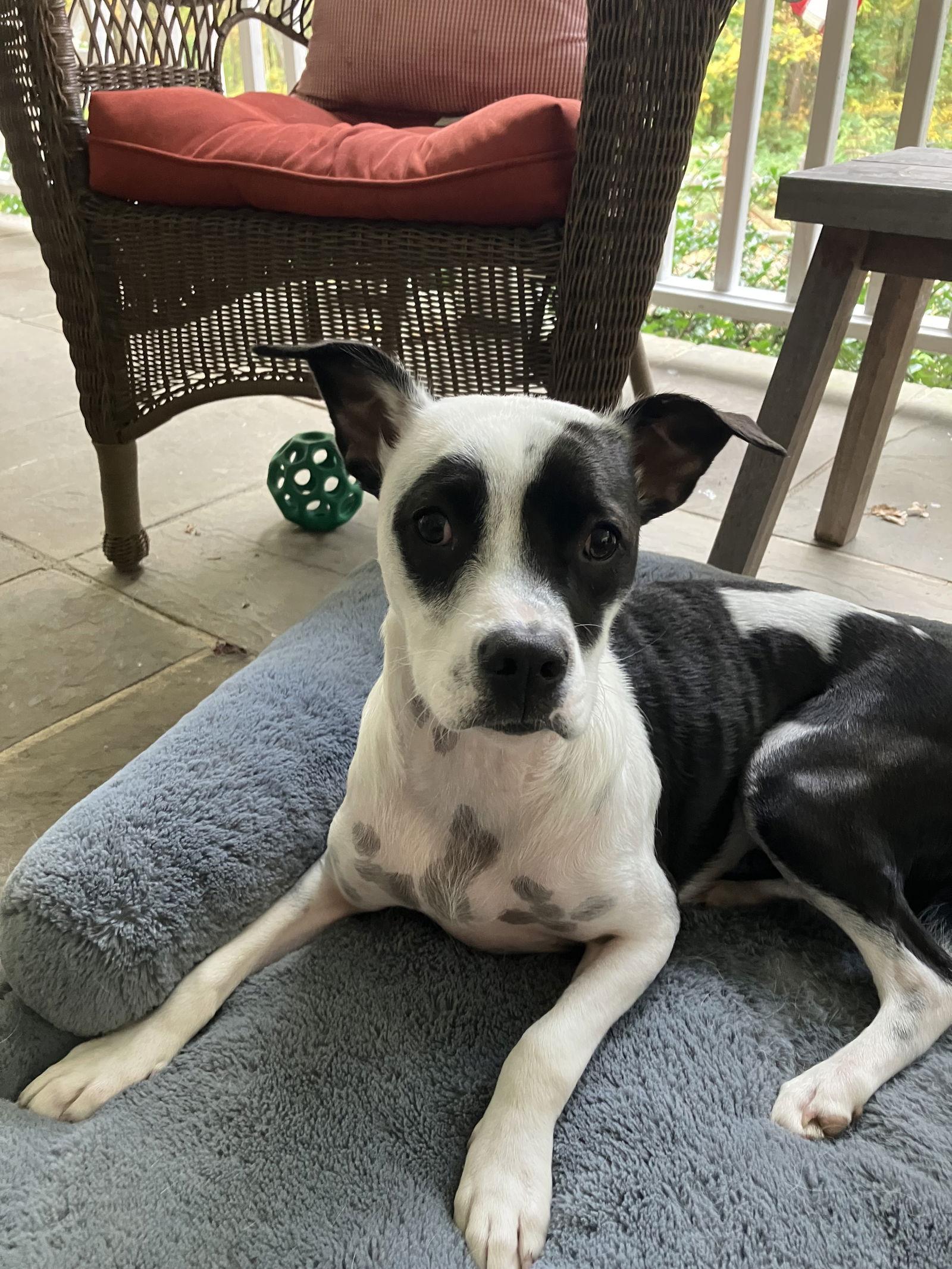 Enlarge Jewel, a Adoptable mixed breed in Tarrytown, GA image 1/3