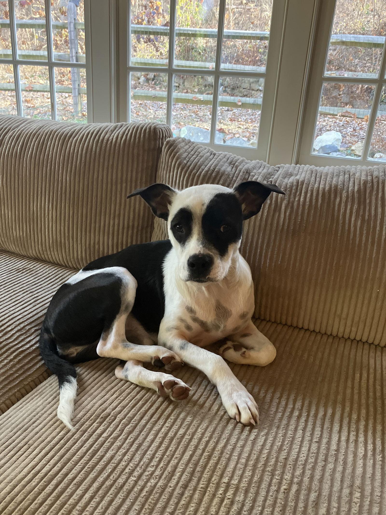 Enlarge Jewel, a Adoptable mixed breed in Tarrytown, GA image 2/3