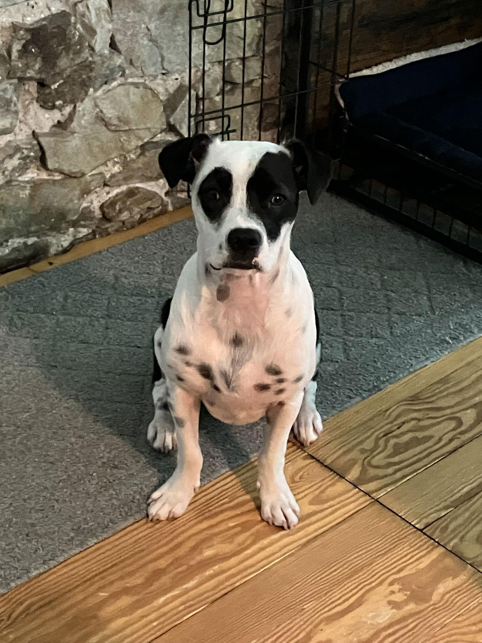 Enlarge Jewel, a Adoptable mixed breed in Tarrytown, GA image 3/3