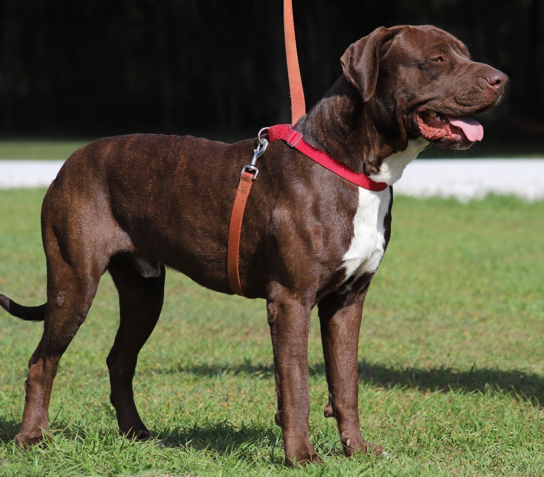Benji, a Adoptable Great Dane in North Fort Myers, FL image 1/6