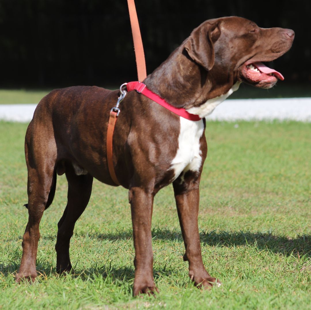 Benji, a Adoptable Great Dane in North Fort Myers, FL image 2/6