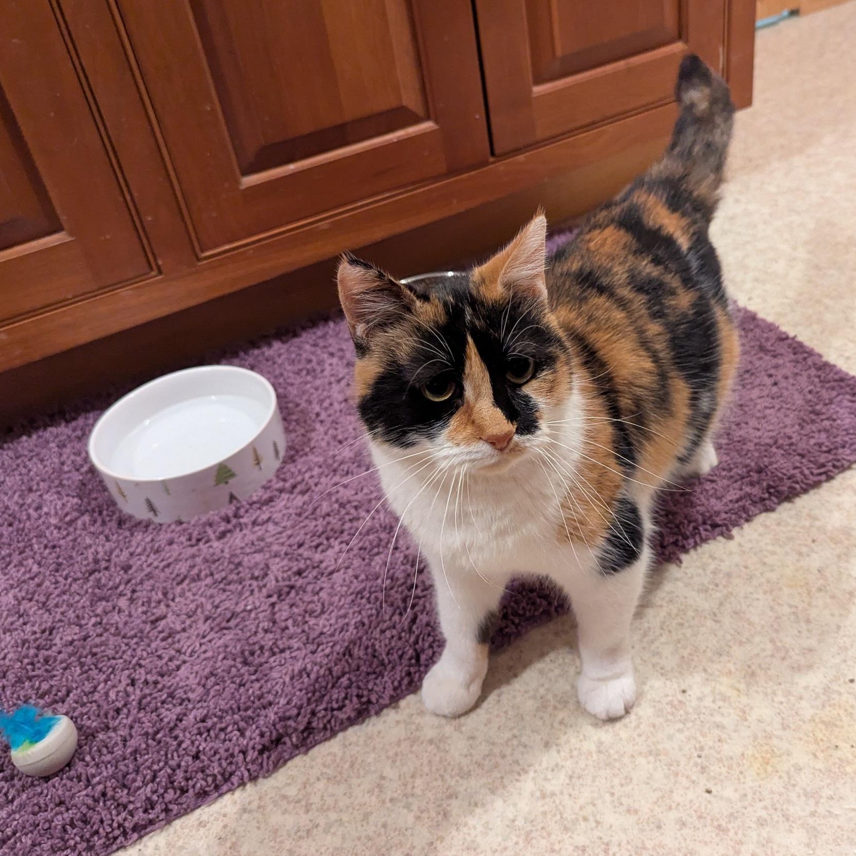 Spirit, a Adoptable mixed breed in Fairview Heights, IL image 1/5