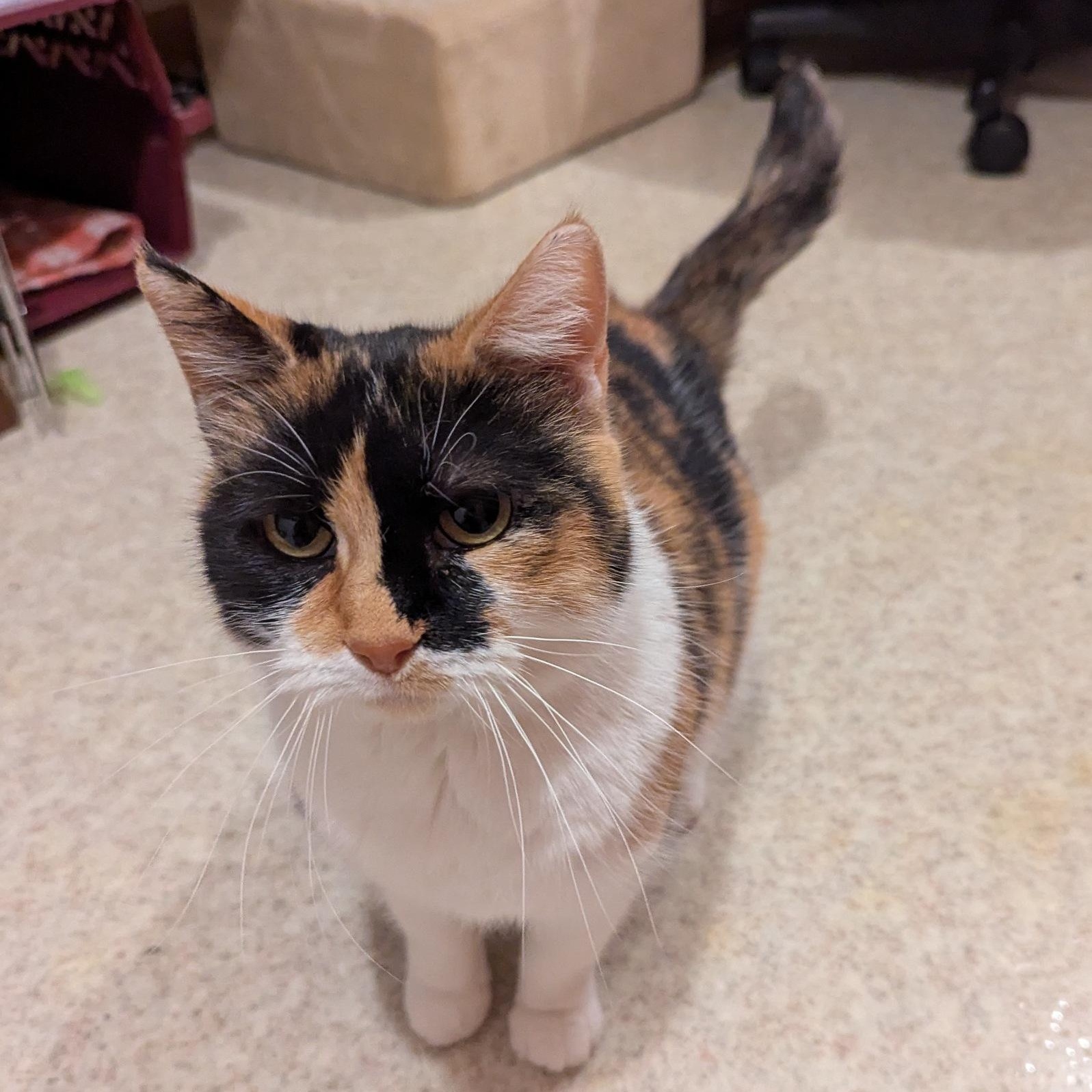 Spirit, a Adoptable mixed breed in Fairview Heights, IL image 2/5