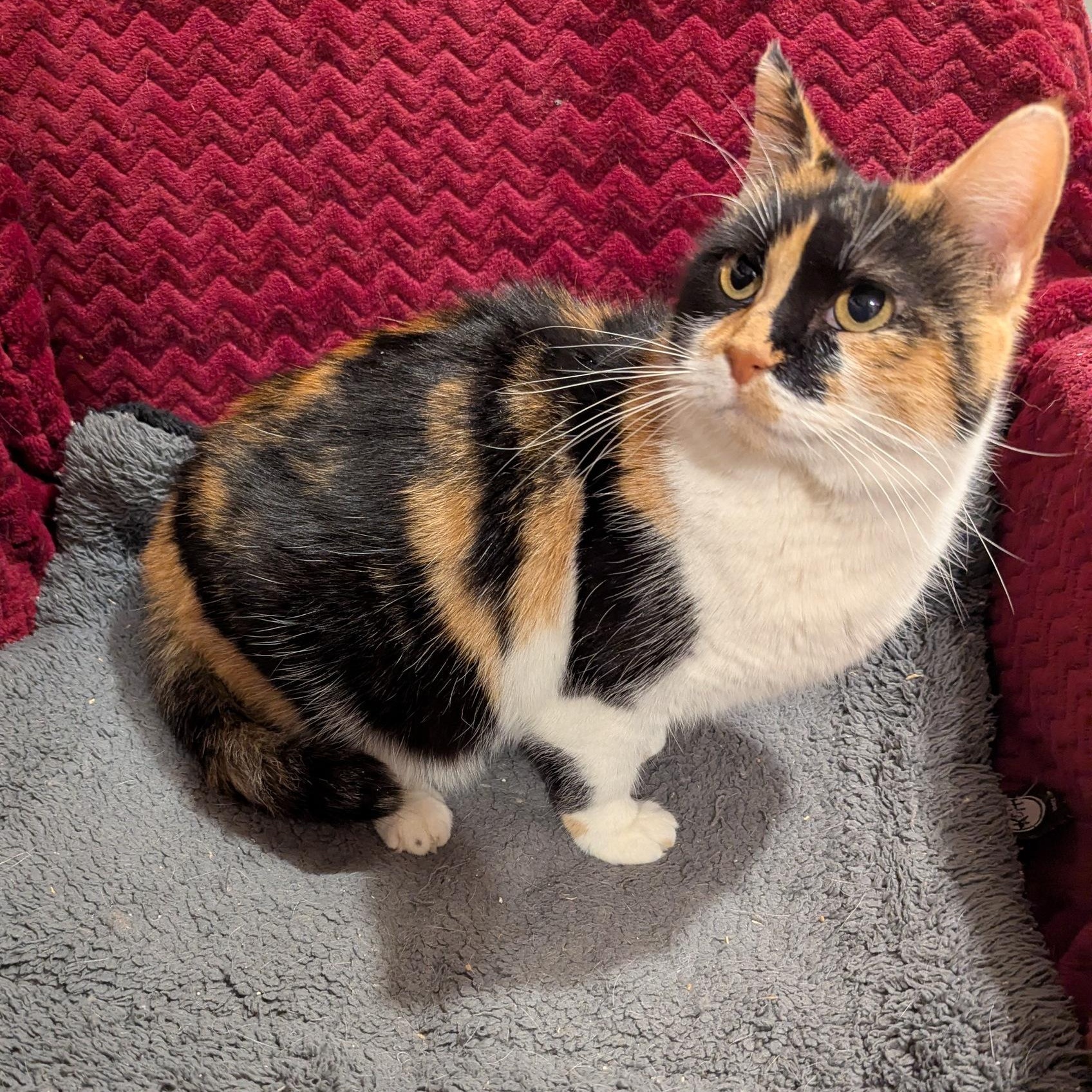 Spirit, a Adoptable mixed breed in Fairview Heights, IL image 3/5