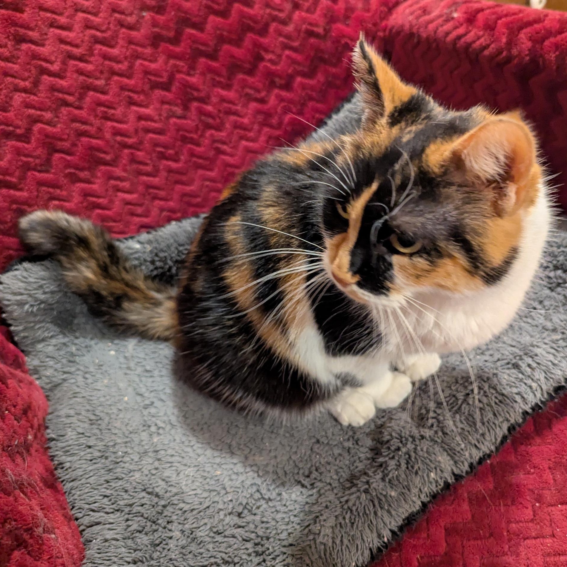 Spirit, a Adoptable mixed breed in Fairview Heights, IL image 4/5