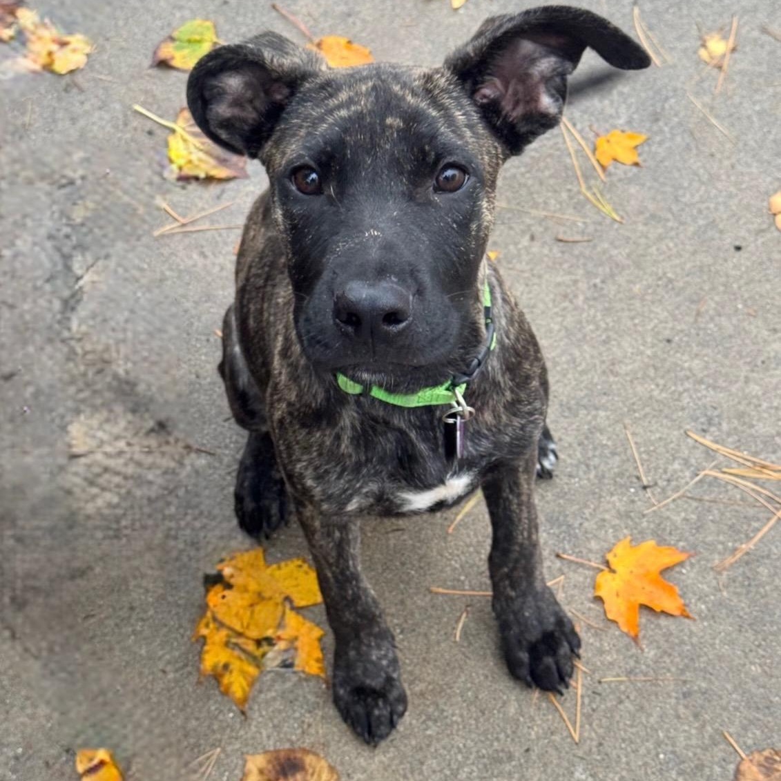Enlarge Acorn, a Adoptable mixed breed in Cedarburg, WI image 2/6