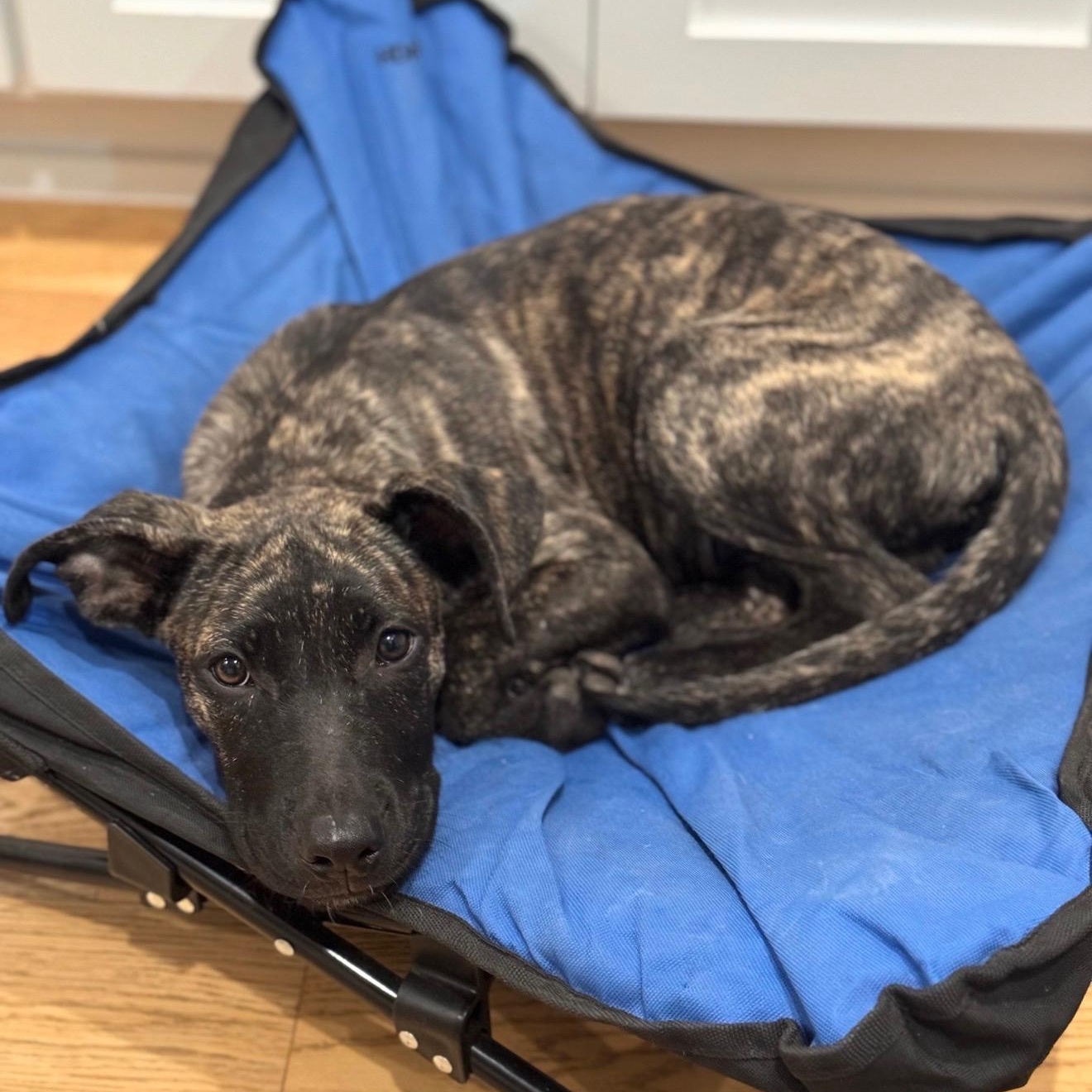Enlarge Acorn, a Adoptable mixed breed in Cedarburg, WI image 4/6