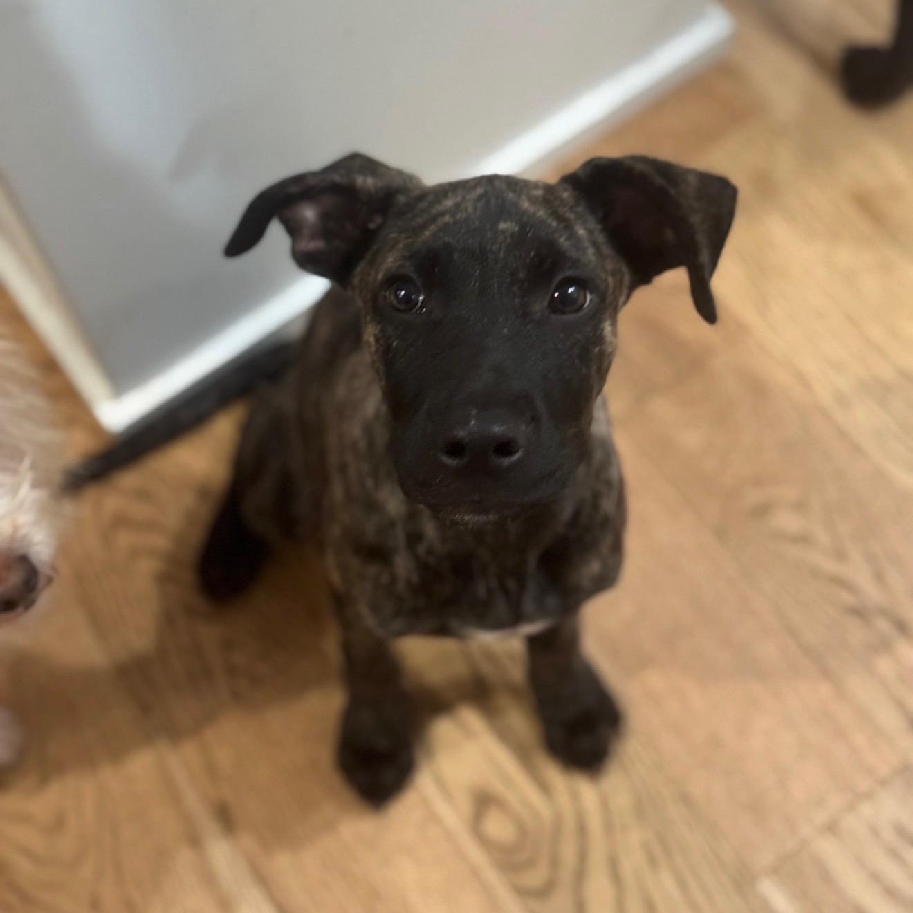 Enlarge Acorn, a Adoptable mixed breed in Cedarburg, WI image 3/6