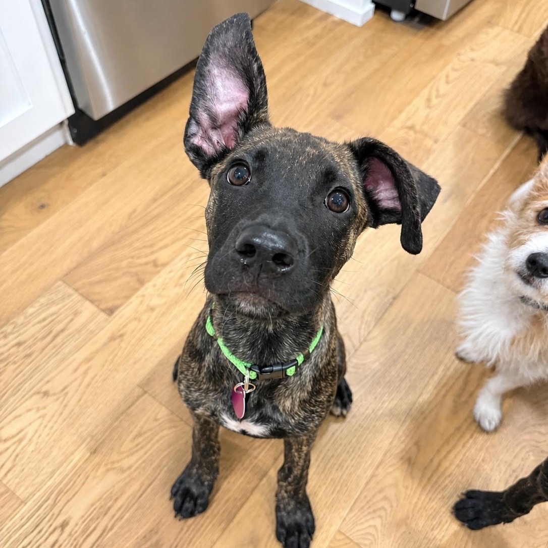 Enlarge Acorn, a Adoptable mixed breed in Cedarburg, WI image 5/6