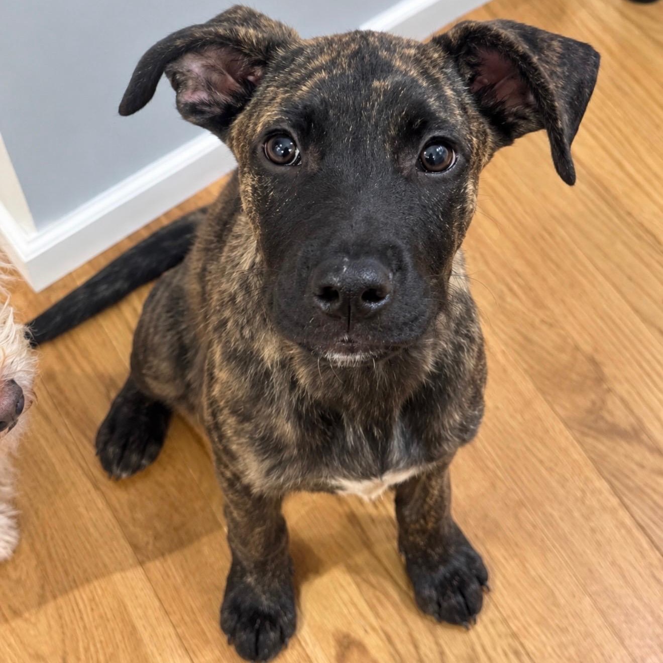 Acorn, Adoptable, Puppy Male Shepherd & Mixed Breed.