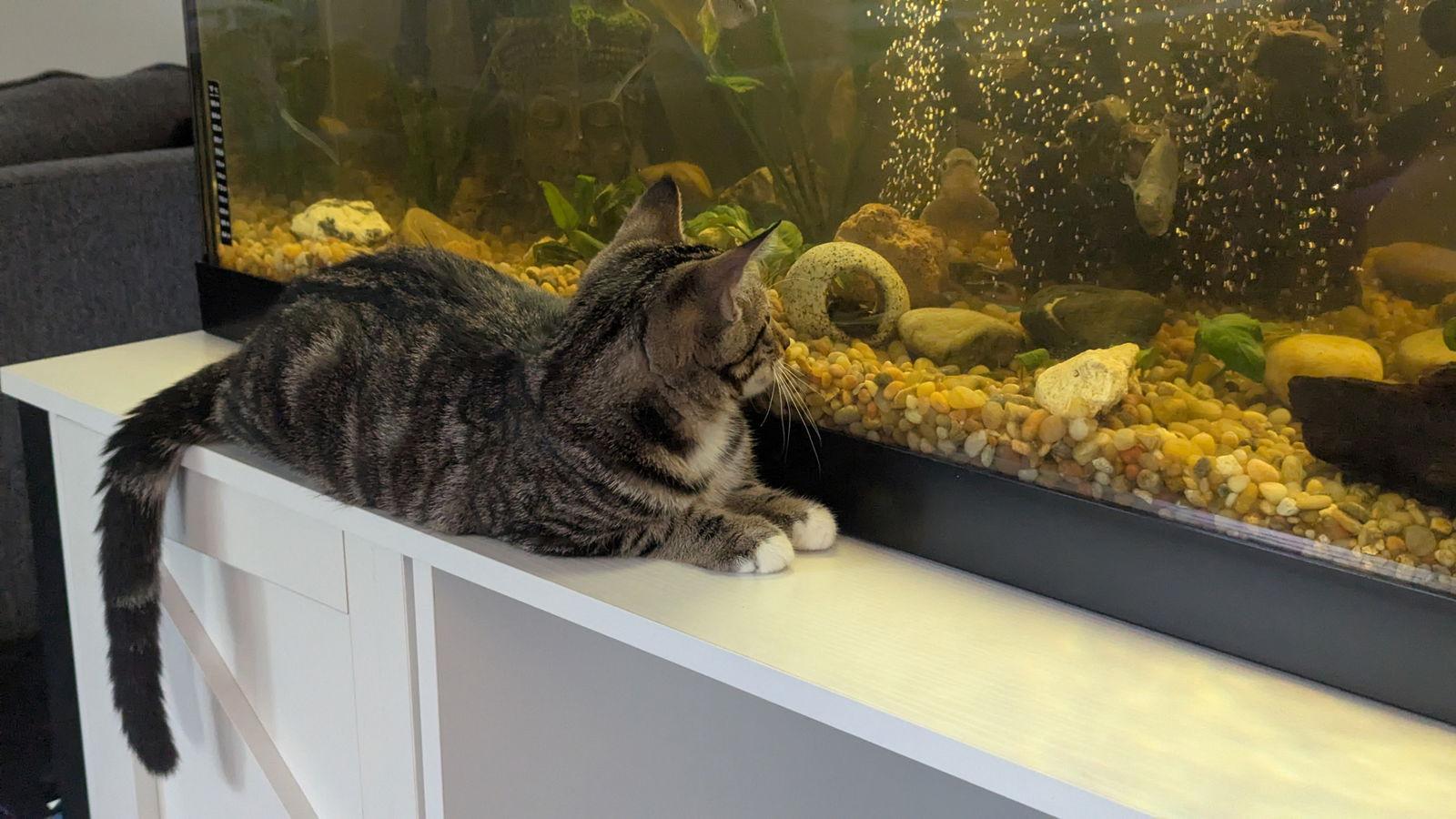 Treasury, a Adoptable Domestic Short Hair in hinckley, IL image 1/3