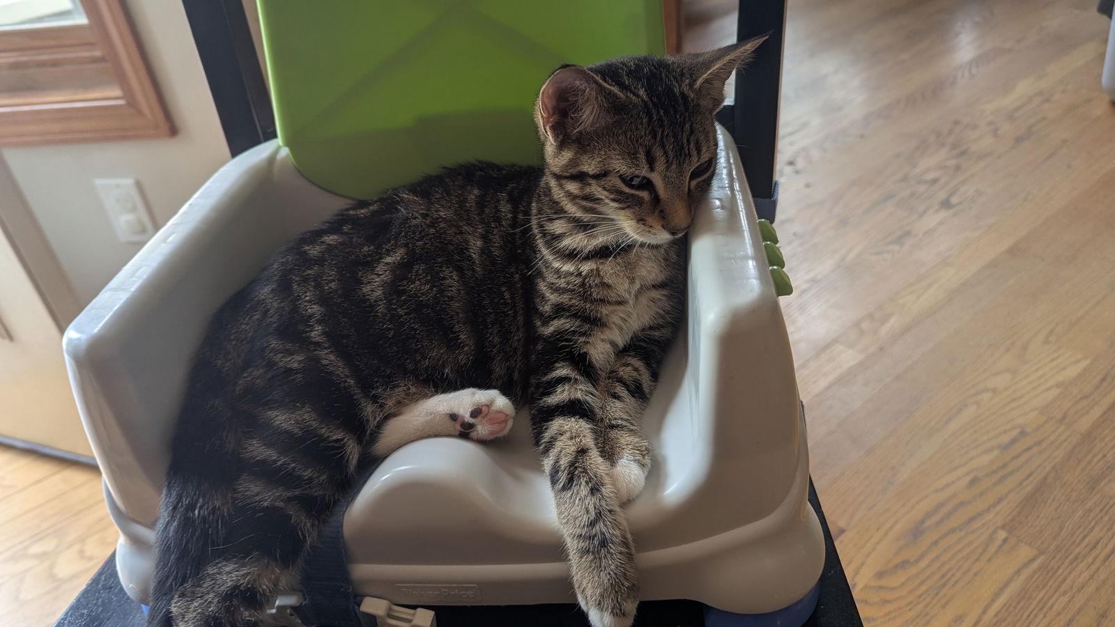 Treasury, a Adoptable Domestic Short Hair in hinckley, IL image 2/3