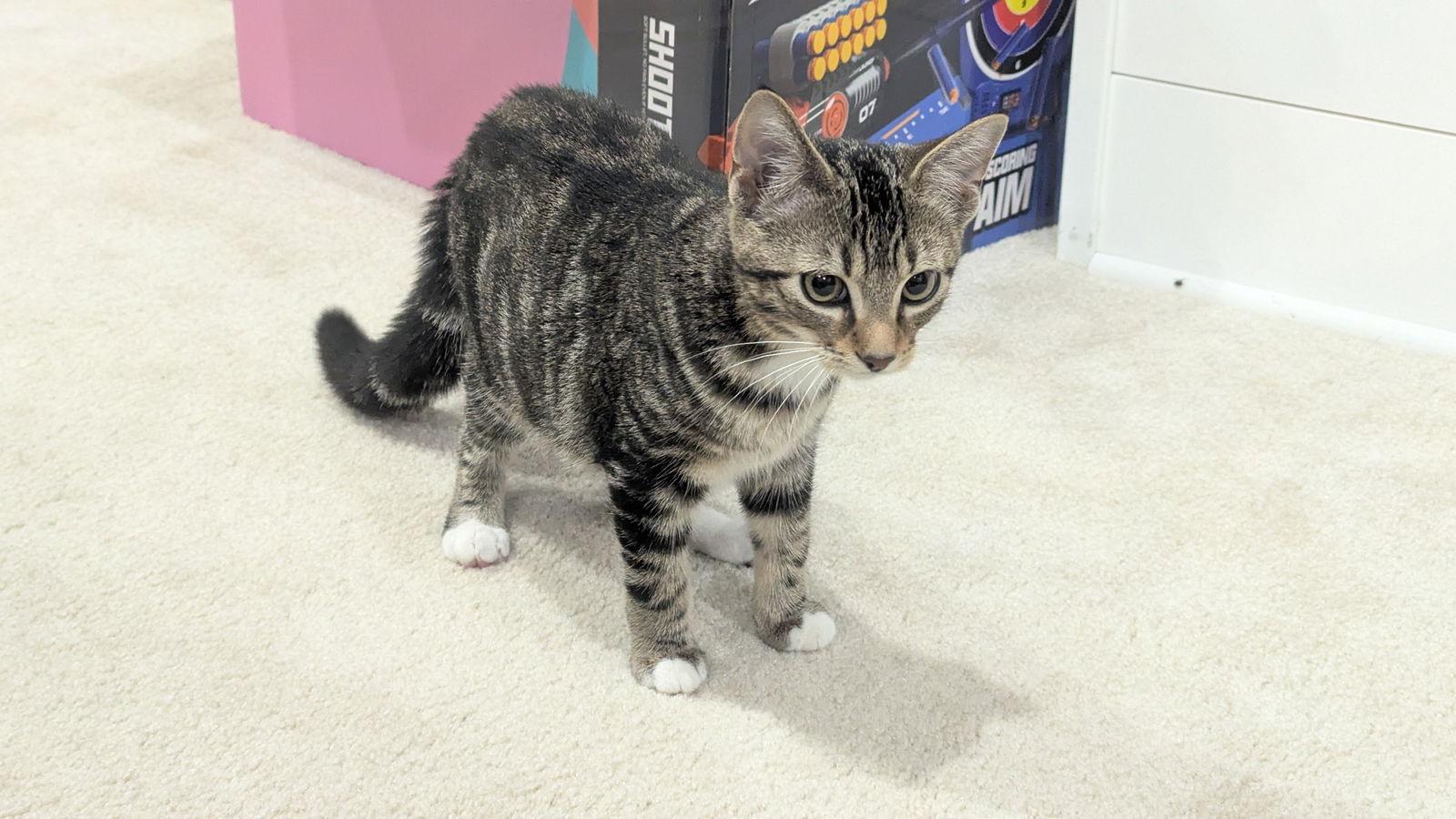 Treasury, a Adoptable Domestic Short Hair in hinckley, IL image 3/3