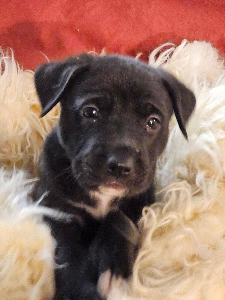 Enlarge Puddles, a Adoptable mixed breed in Santa Rosa, CA image 1/6