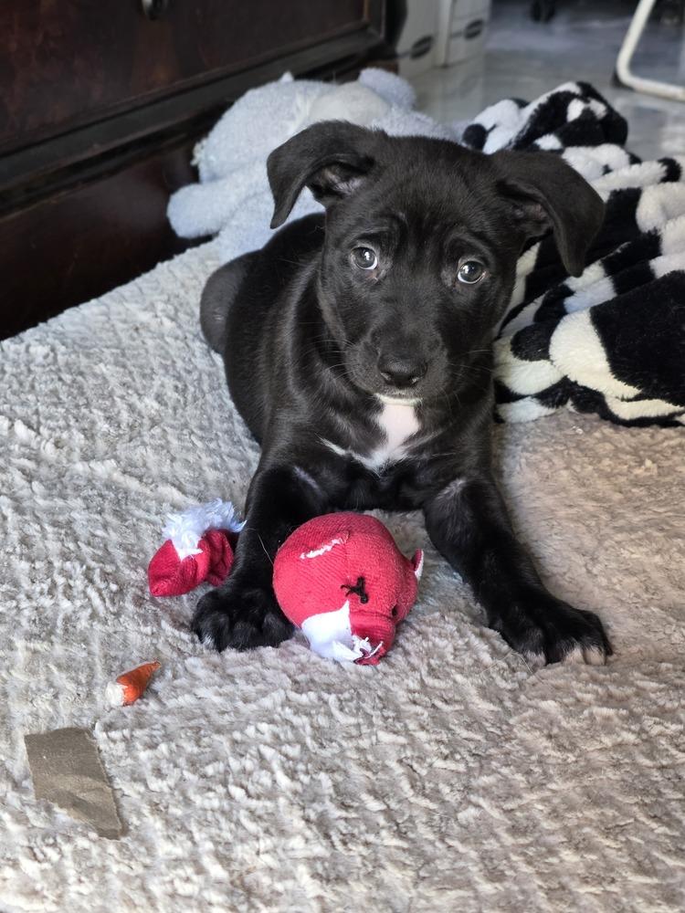 Enlarge Puddles, a Adoptable mixed breed in Santa Rosa, CA image 2/6