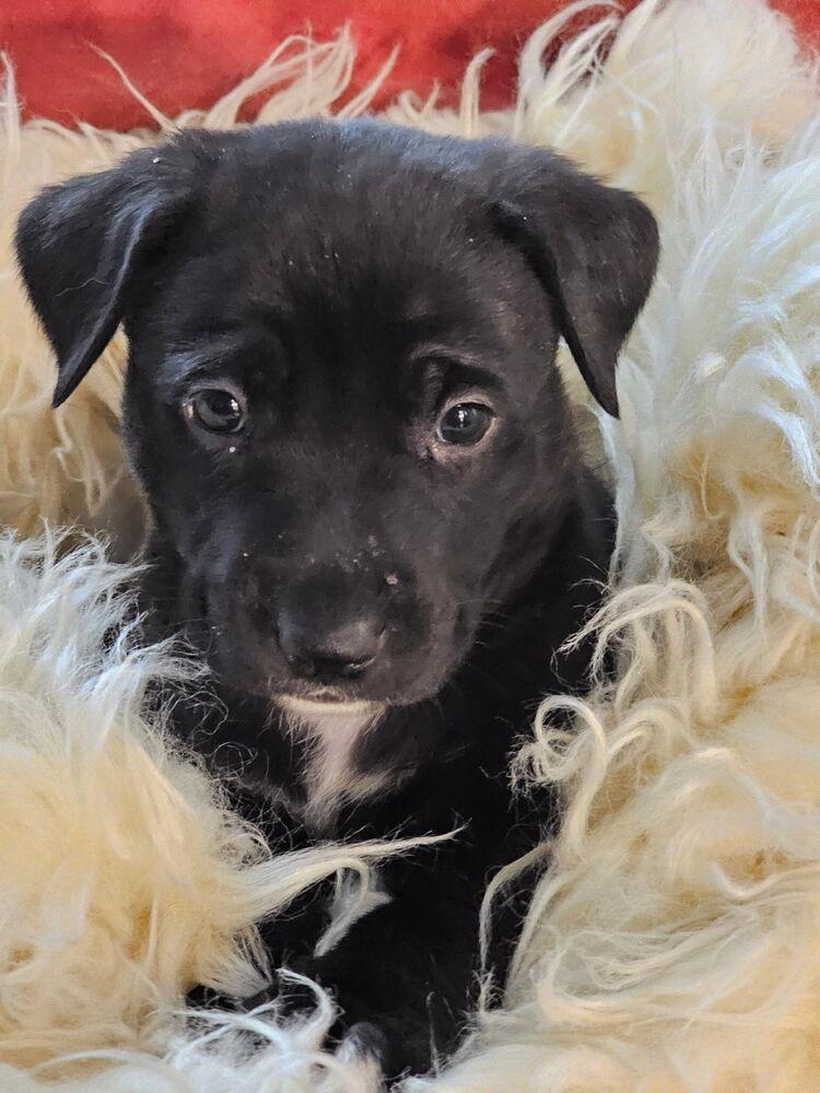 Enlarge Puddles, a Adoptable mixed breed in Santa Rosa, CA image 3/6