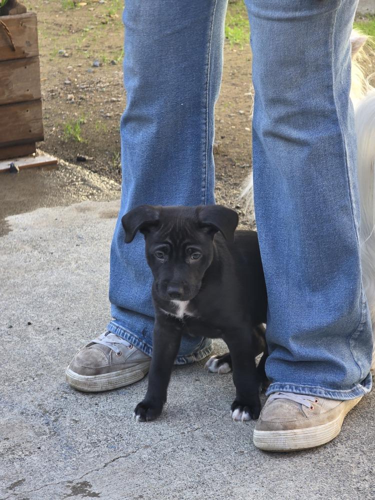 Enlarge Puddles, a Adoptable mixed breed in Santa Rosa, CA image 4/6