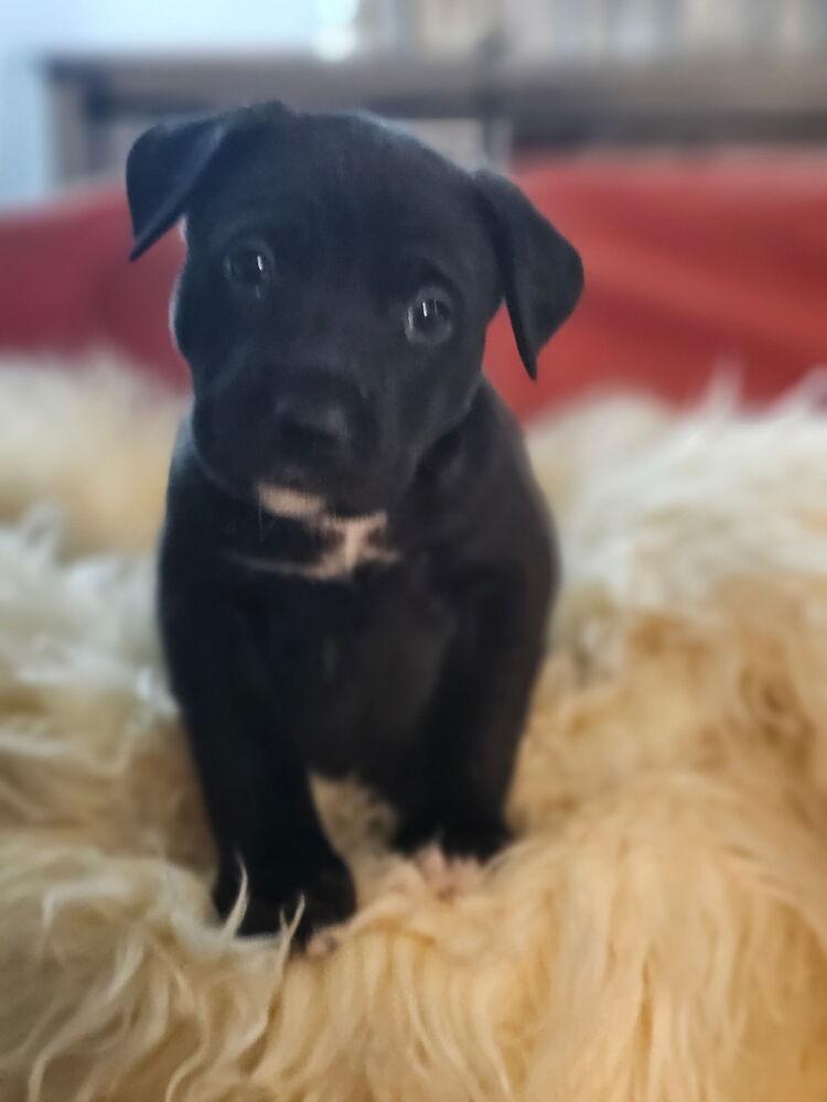 Enlarge Puddles, a Adoptable mixed breed in Santa Rosa, CA image 5/6