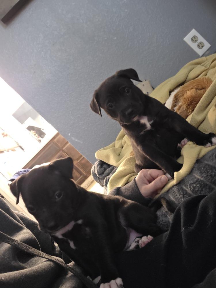 Enlarge Puddles, a Adoptable mixed breed in Santa Rosa, CA image 6/6