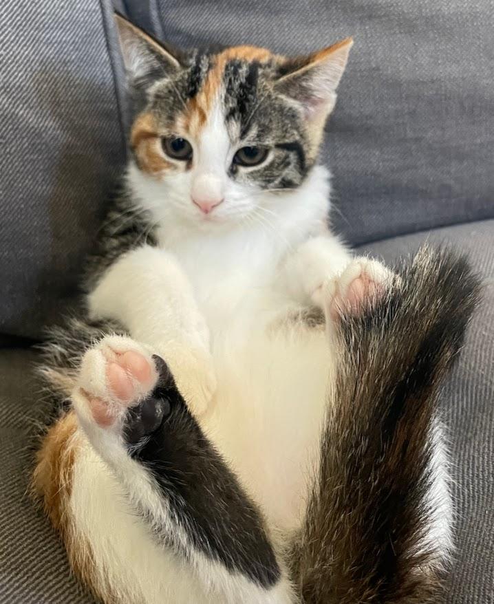 Cherry, Baby Female Domestic Short Hair