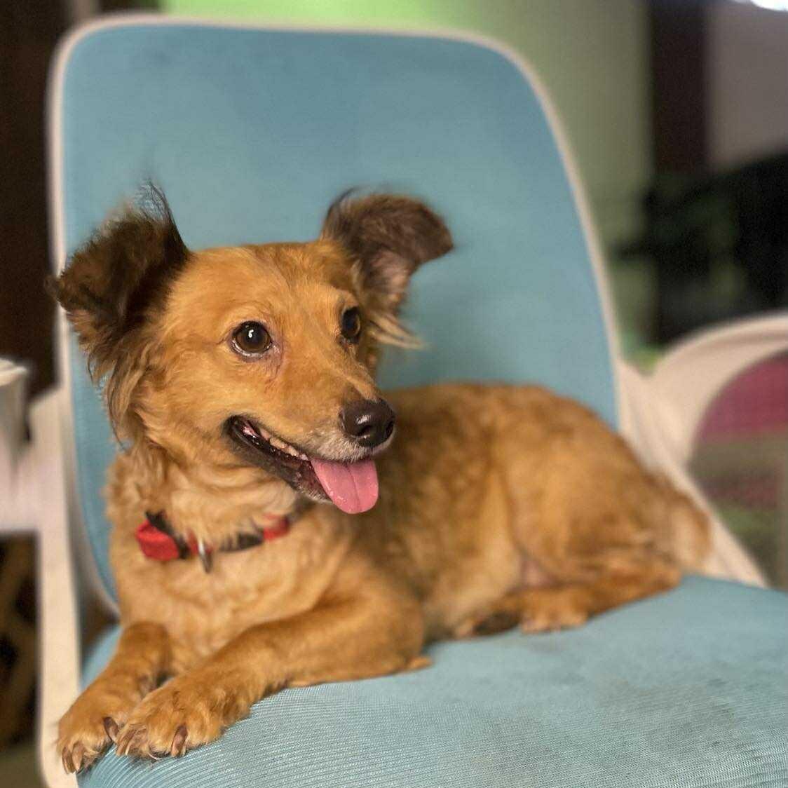 ROSA 2 years 12 lbs, Adoptable, Adult Female Chiweenie & Dachshund (Long Haired).