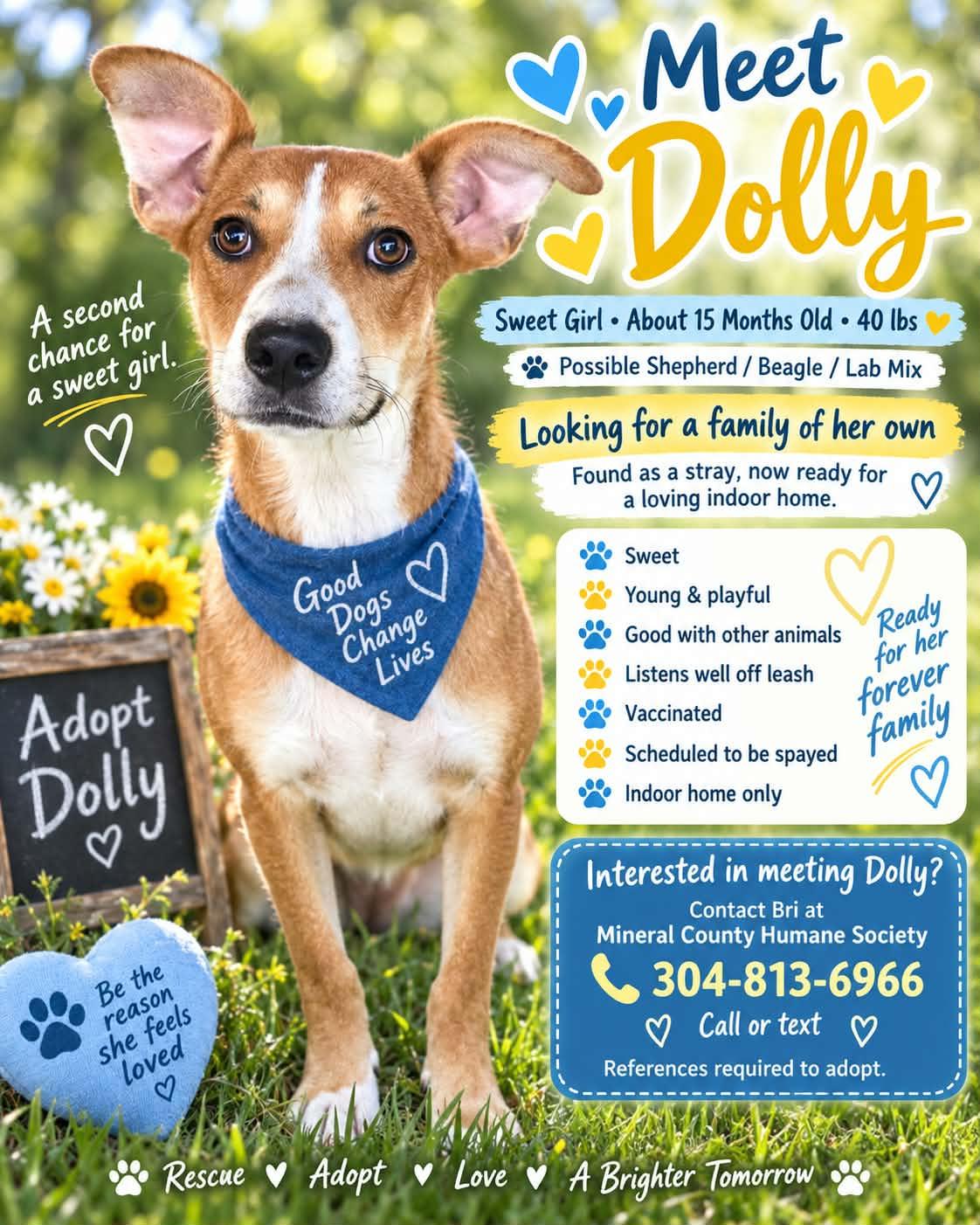 DOLLY, Adoptable, Adult Female Beagle & Shepherd.