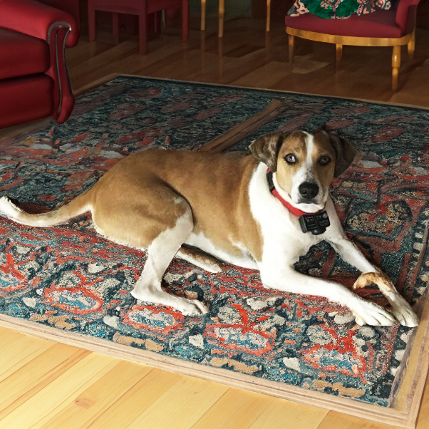 Brady M, a Adoptable mixed breed in Somerset, KY image 1/2