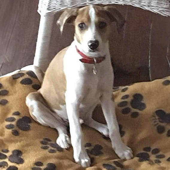 Brady M, a Adoptable mixed breed in Somerset, KY image 2/2