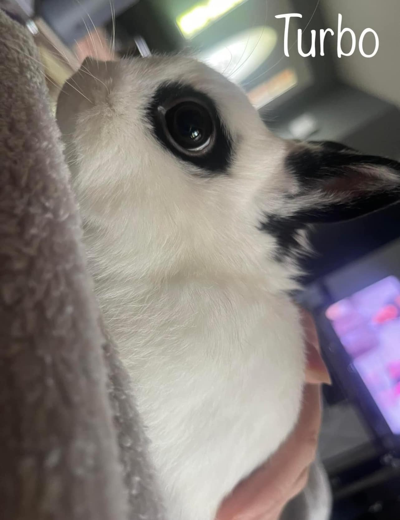 Desi and Turbo, a Adopted Hotot in SAUCIER, MS image 4/6