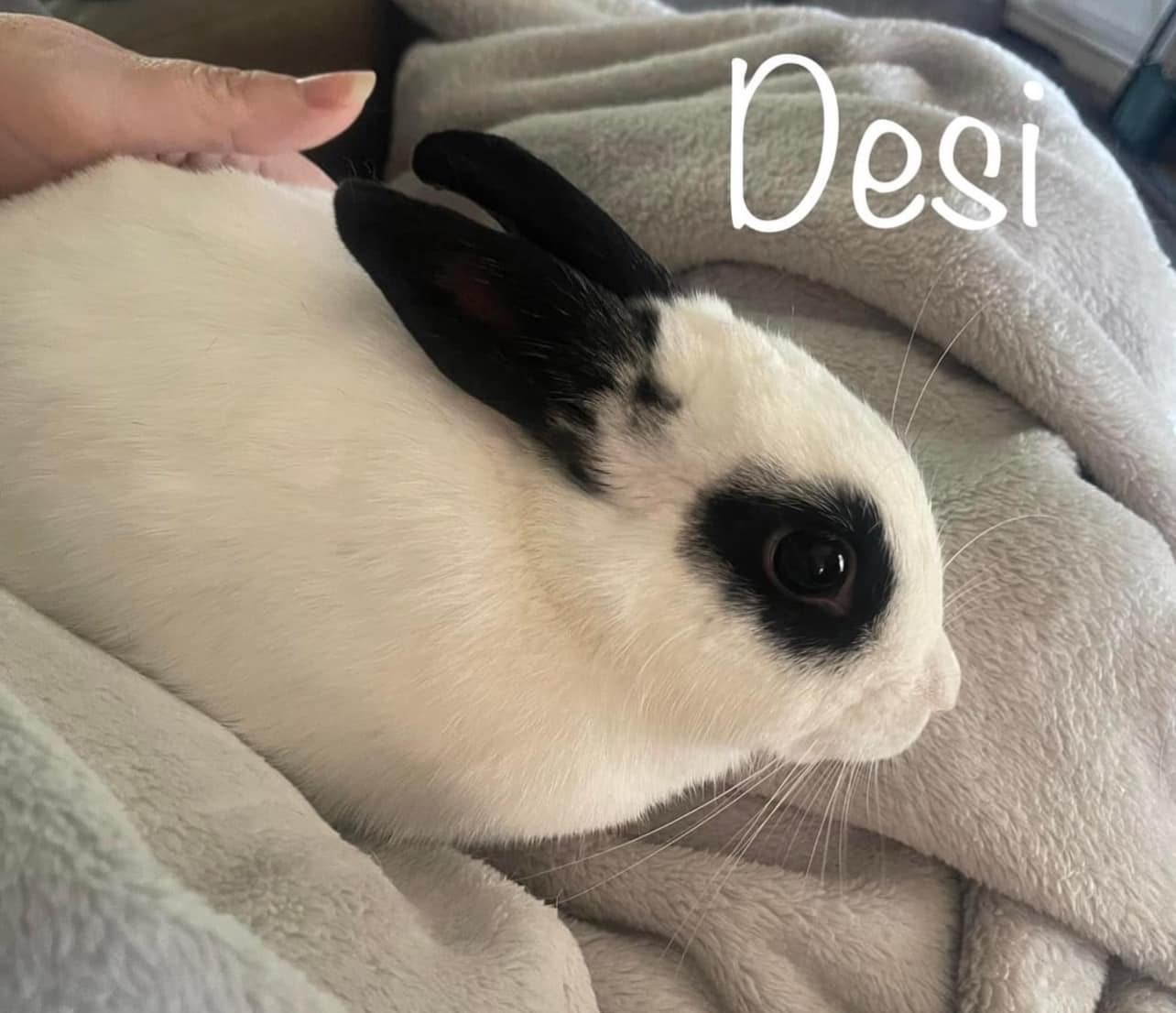 Desi and Turbo, a Adopted Hotot in SAUCIER, MS image 3/6