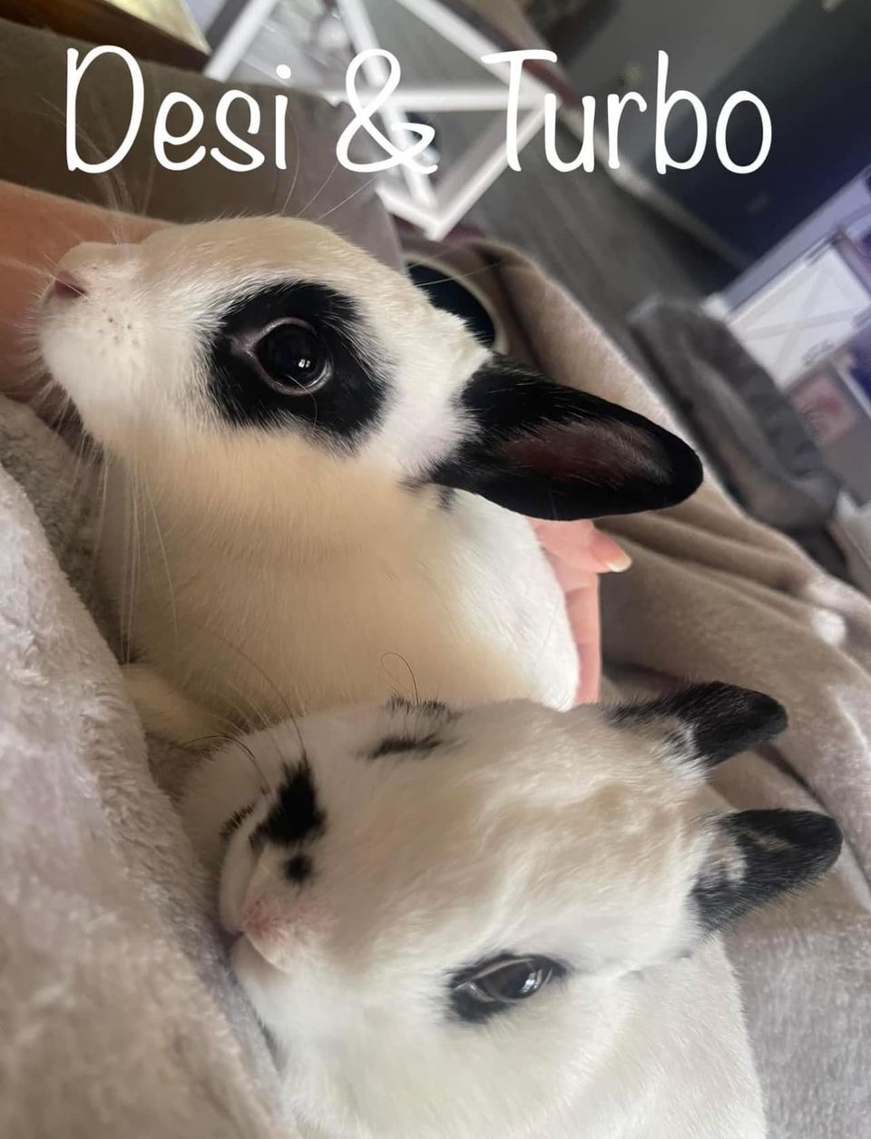 Desi and Turbo, a Adopted Hotot in SAUCIER, MS image 2/6