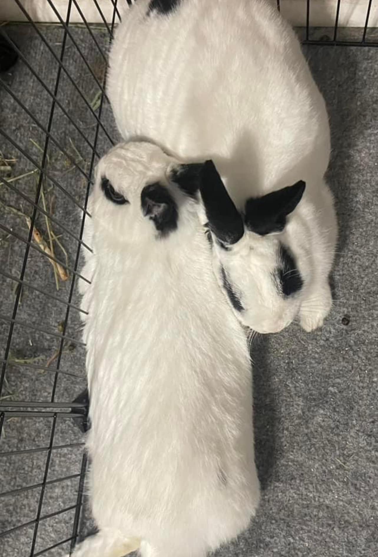 Desi and Turbo, a Adopted Hotot in SAUCIER, MS image 5/6