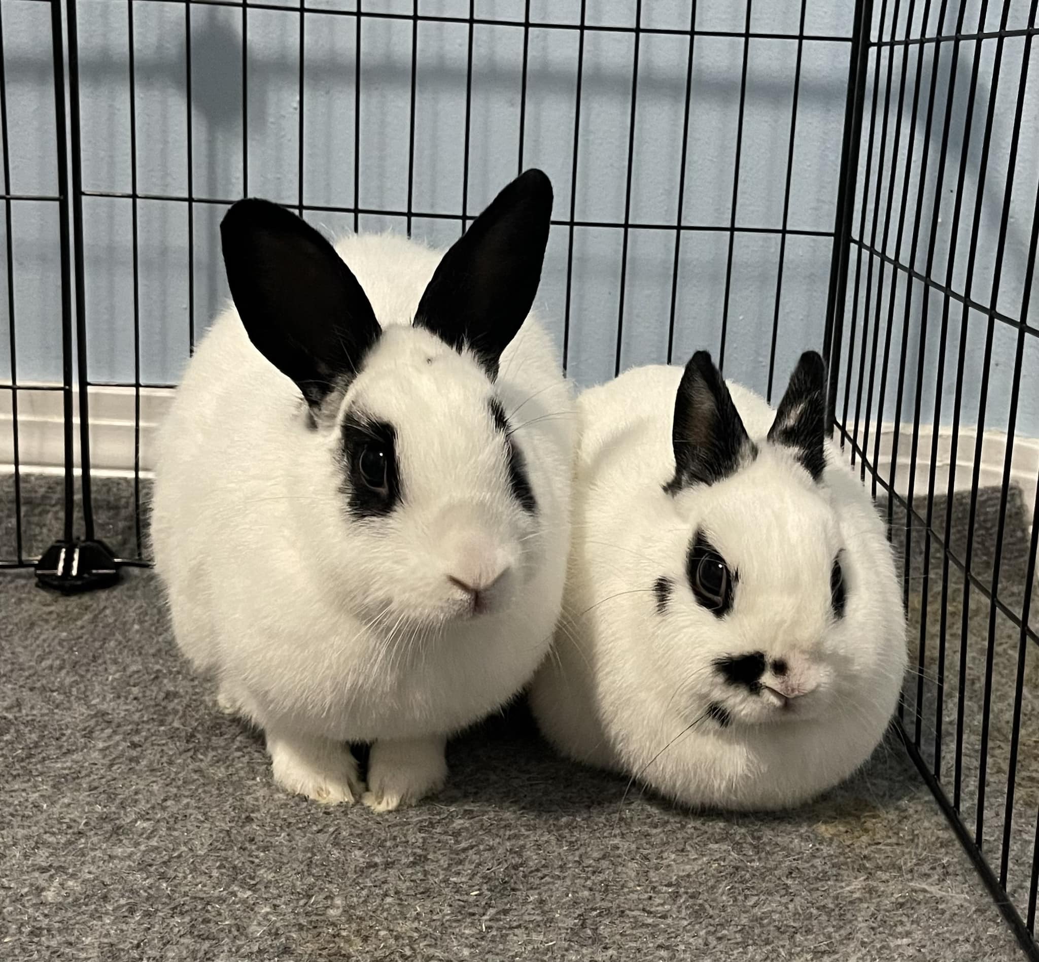 Desi and Turbo, Adopted, Adult Male Hotot.