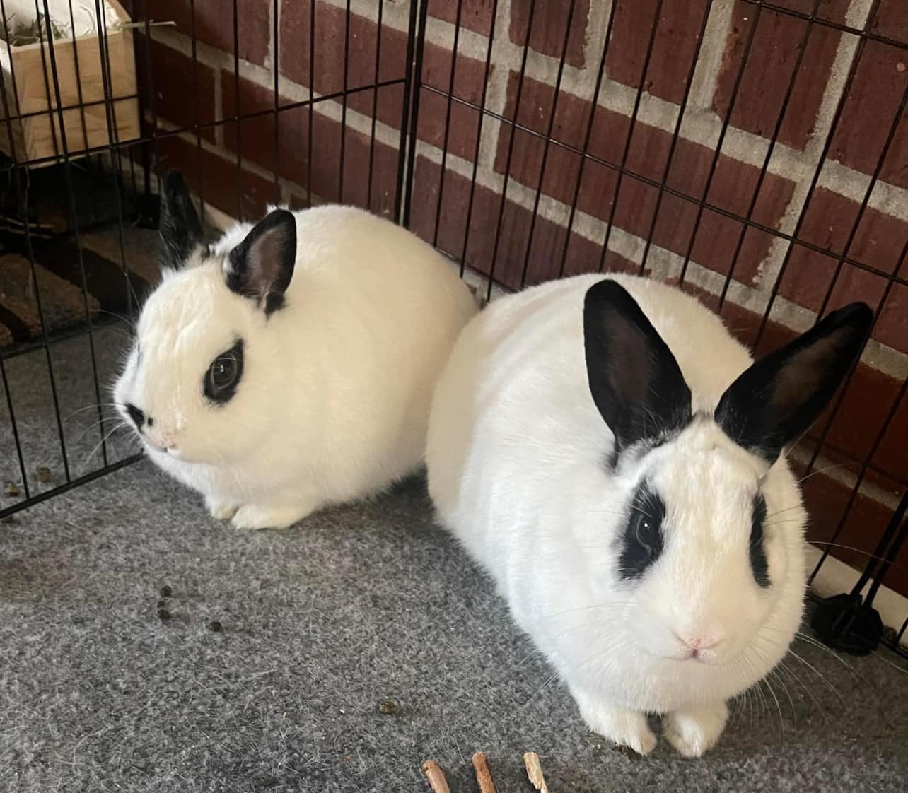 Desi and Turbo, a Adopted Hotot in SAUCIER, MS image 6/6
