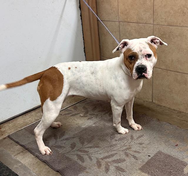 Cattie, an adoptable Pit Bull Terrier in Denison, IA, 51442 | Photo Image 1