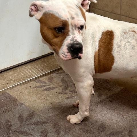 Cattie, an adoptable Pit Bull Terrier in Denison, IA, 51442 | Photo Image 2