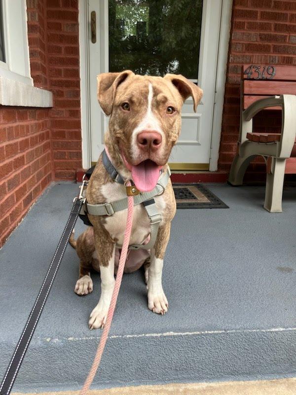 Enlarge Ilayda, a Adoptable Mixed Breed in Evanston, IL image 2/4