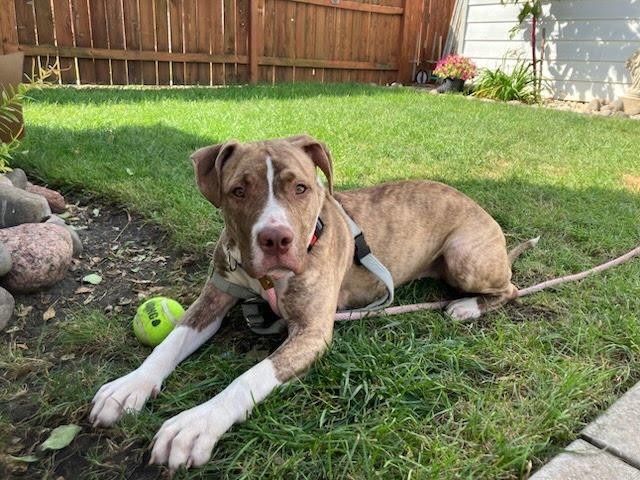 Enlarge Ilayda, a Adoptable Mixed Breed in Evanston, IL image 4/4