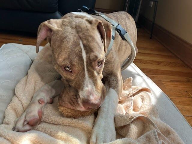 Enlarge Ilayda, a Adoptable Mixed Breed in Evanston, IL image 3/4