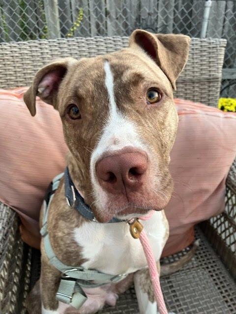 Ilayda, Adoptable, Young Female Mixed Breed.