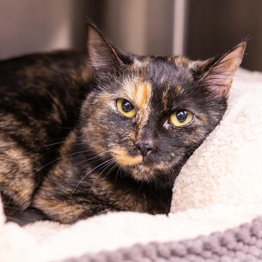 JamJam, Adoptable, Adult Female Domestic Short Hair.